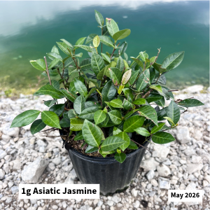 May 2026 1g Asiatic Jasmine Website